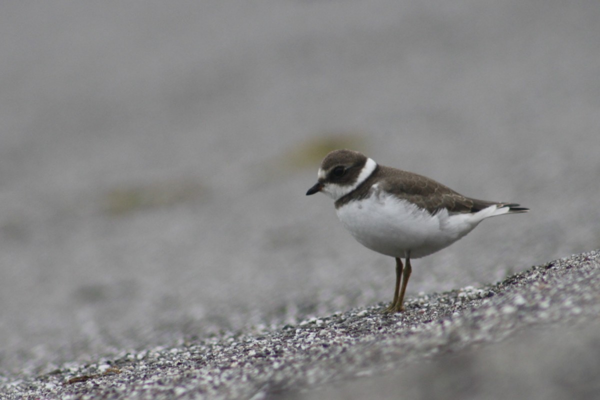 Semipalmated Plover - ML640819157