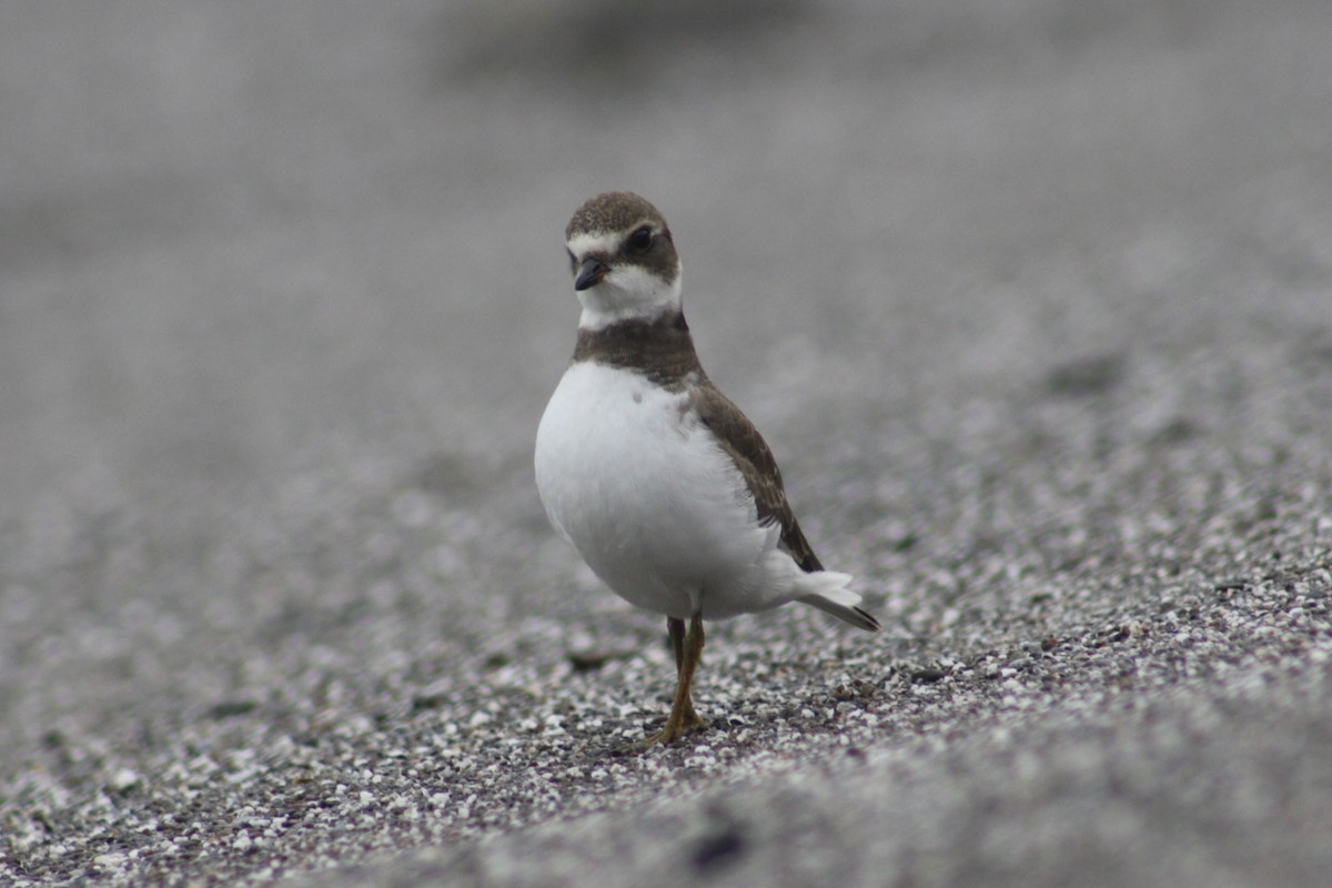Semipalmated Plover - ML640819158