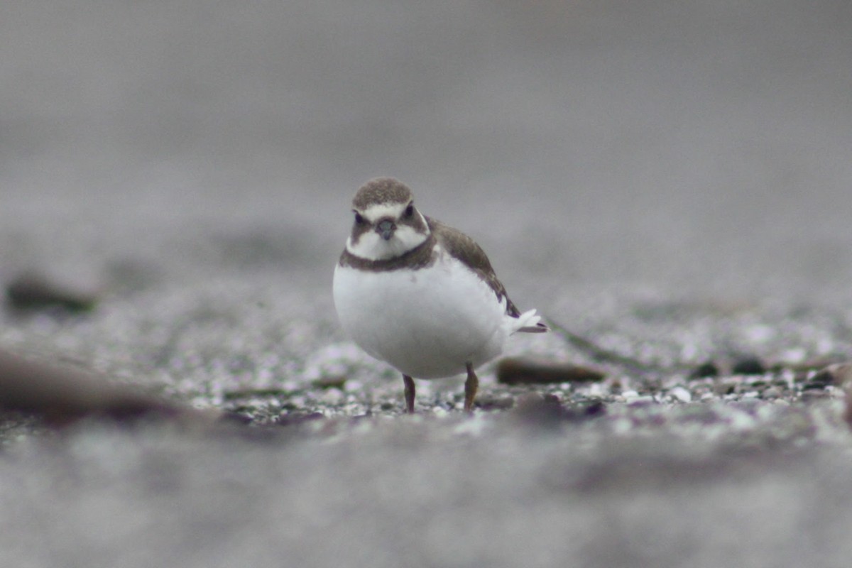 Semipalmated Plover - ML640819159