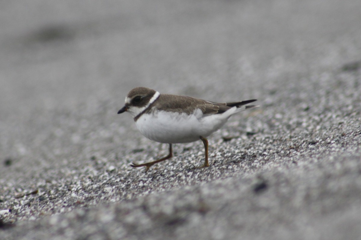 Semipalmated Plover - ML640819160