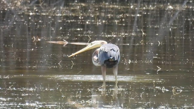 Зээрд дэглий - ML640819161