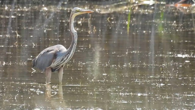 Зээрд дэглий - ML640819162