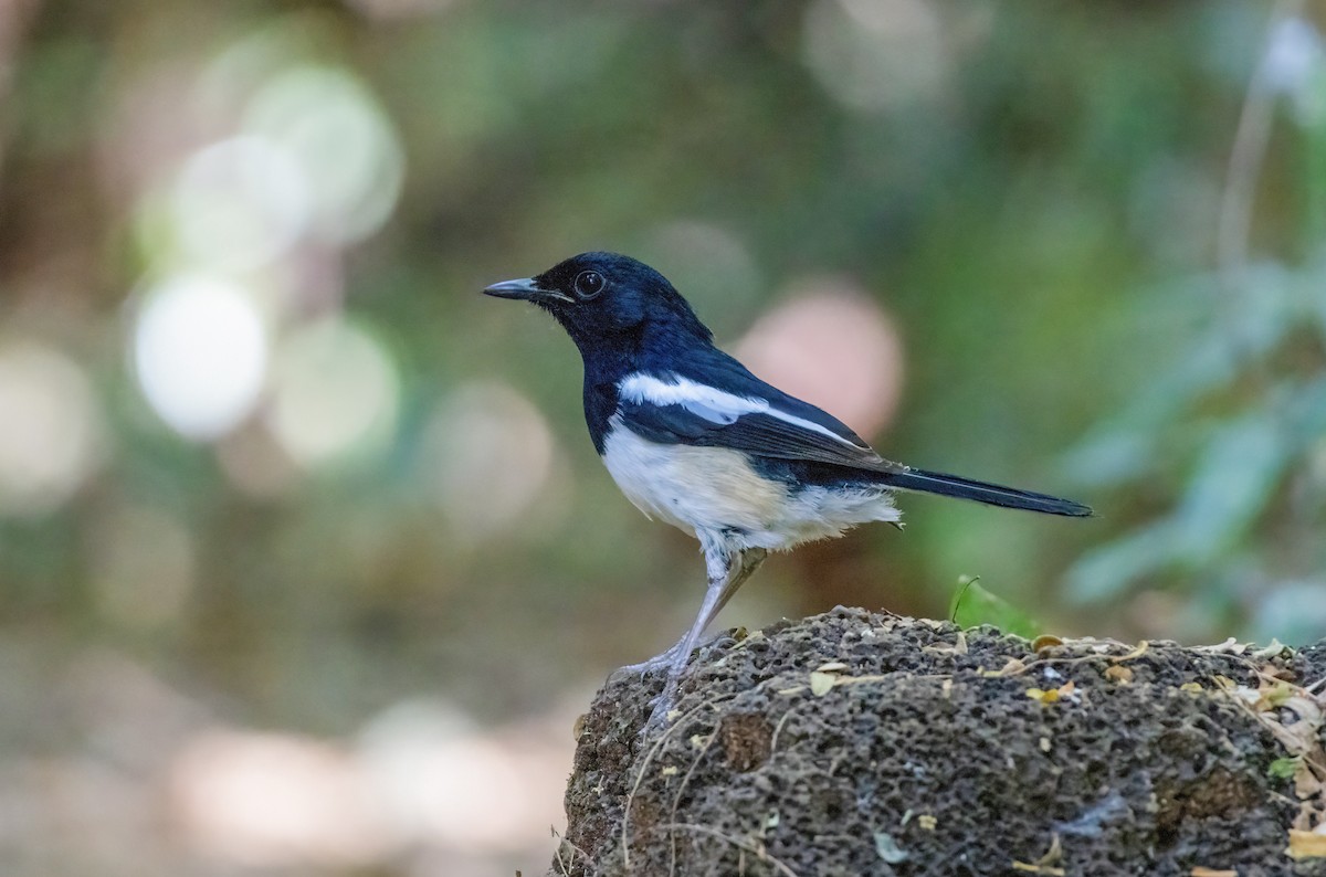 Madagascar Magpie-Robin - ML640819163