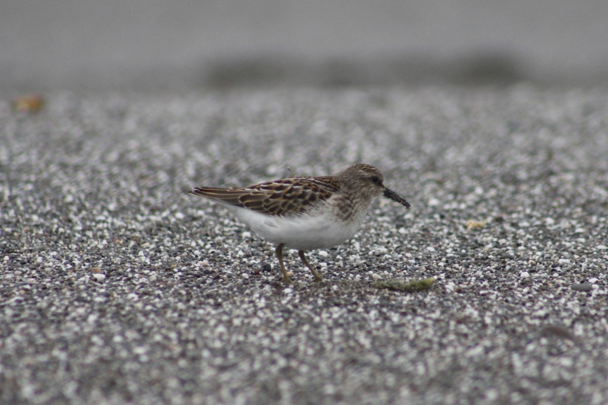 Least Sandpiper - ML640819168