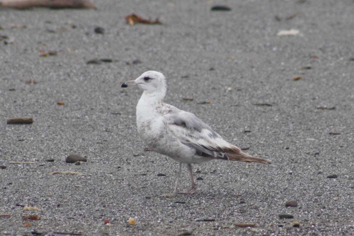 California Gull - ML640819179