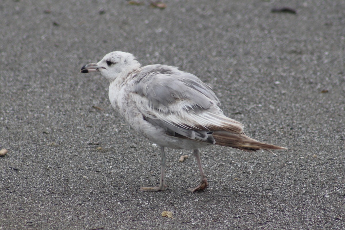 California Gull - ML640819180