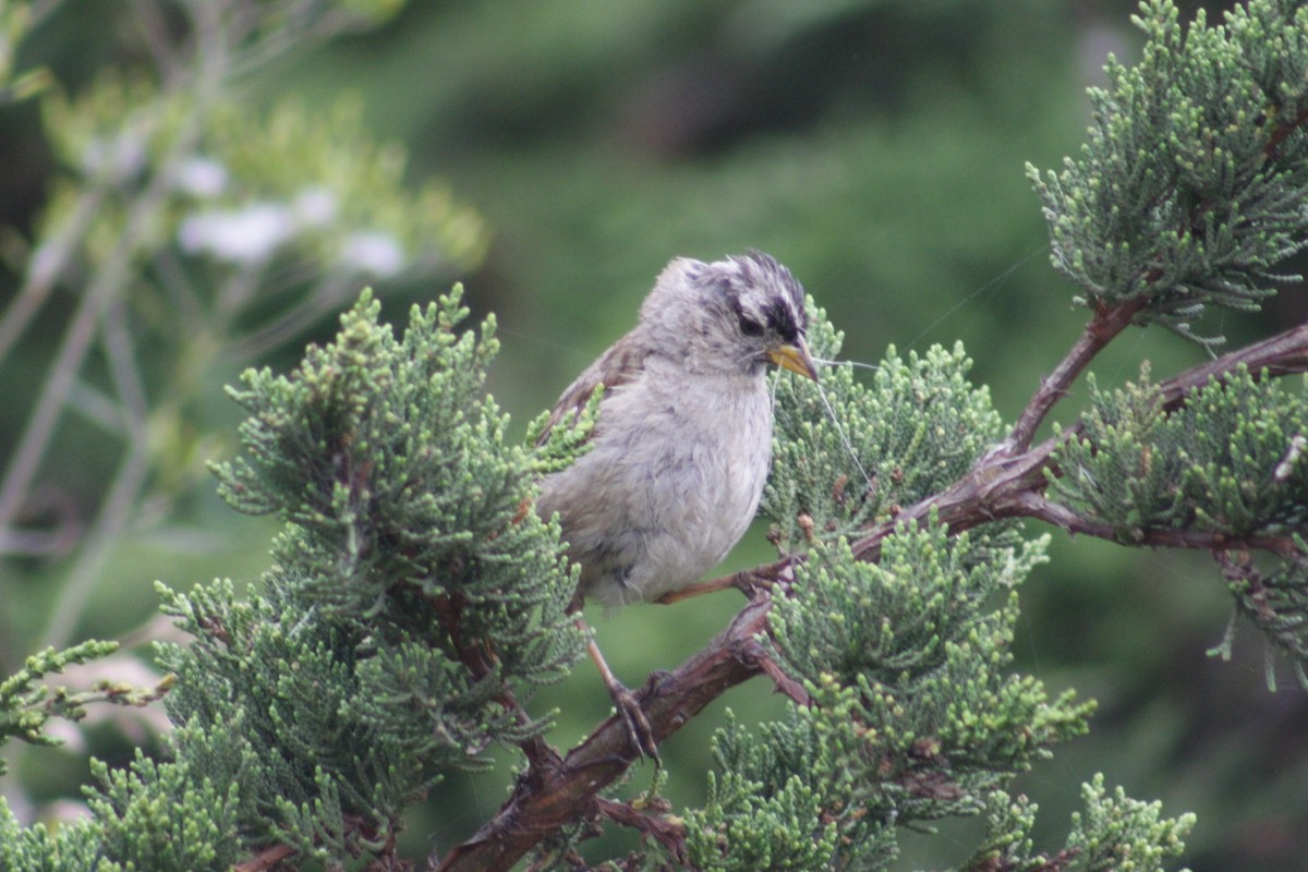 White-crowned Sparrow - ML640819193