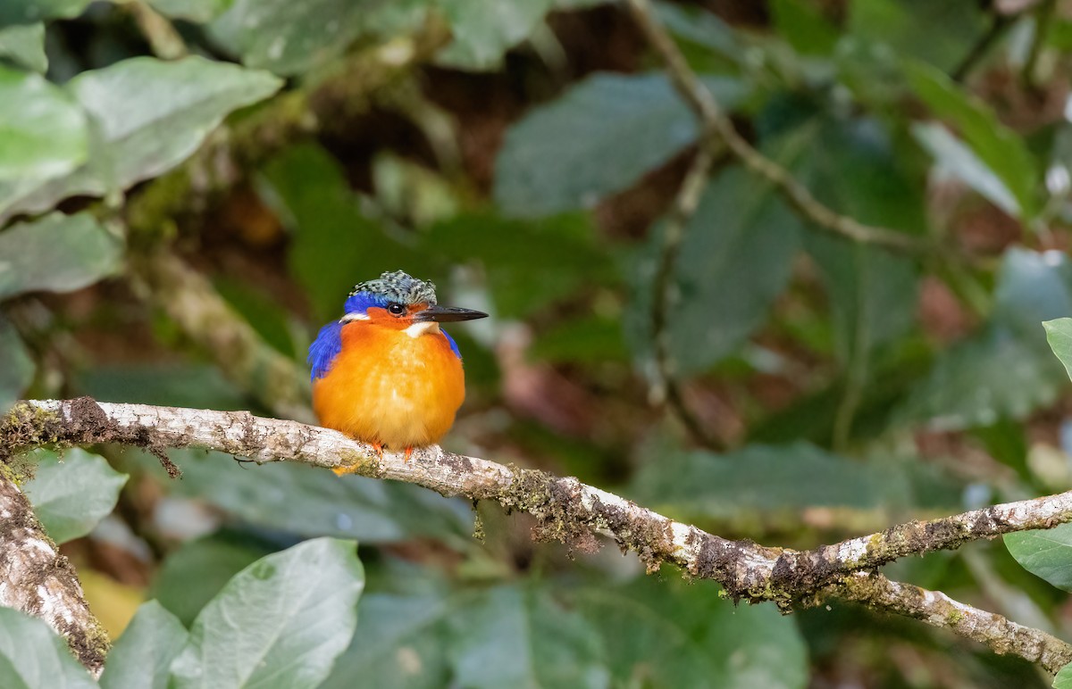 Malagasy Kingfisher - ML640819197