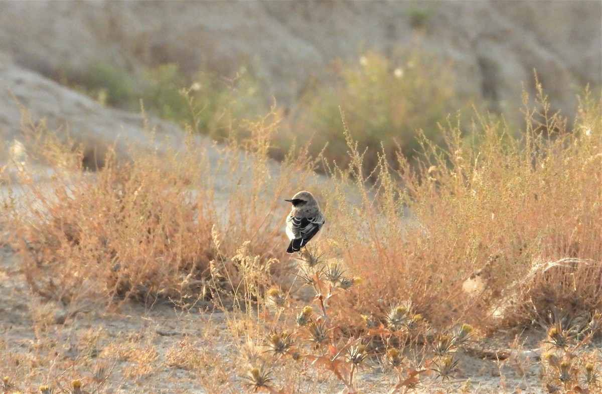 Desert Wheatear - ML640819252