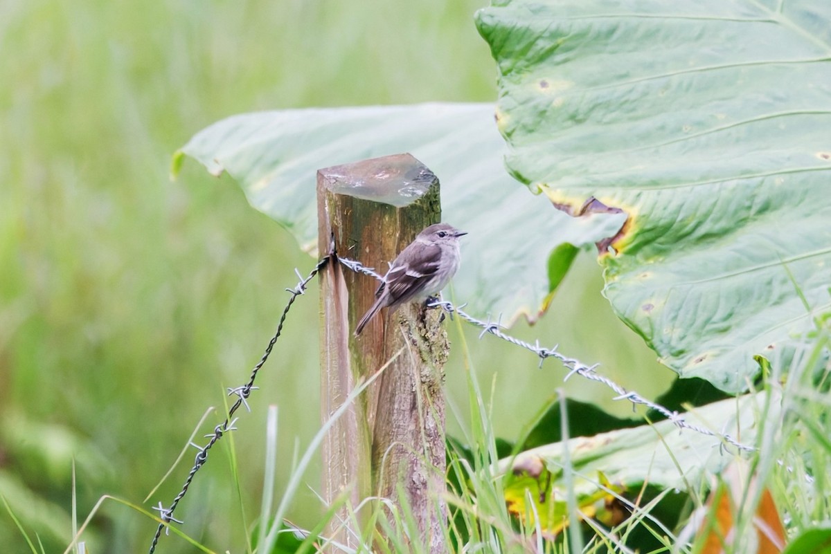 Olive-chested Flycatcher - ML640819266