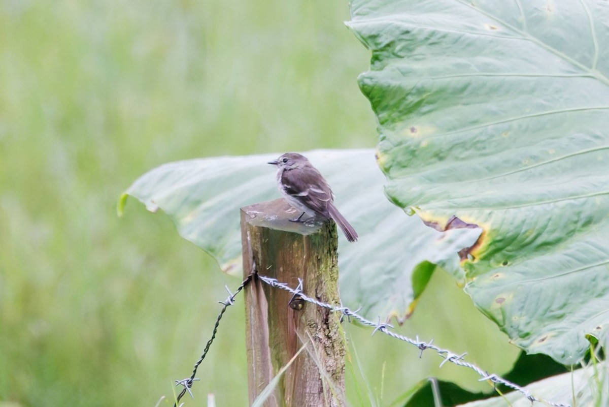 Olive-chested Flycatcher - ML640819267