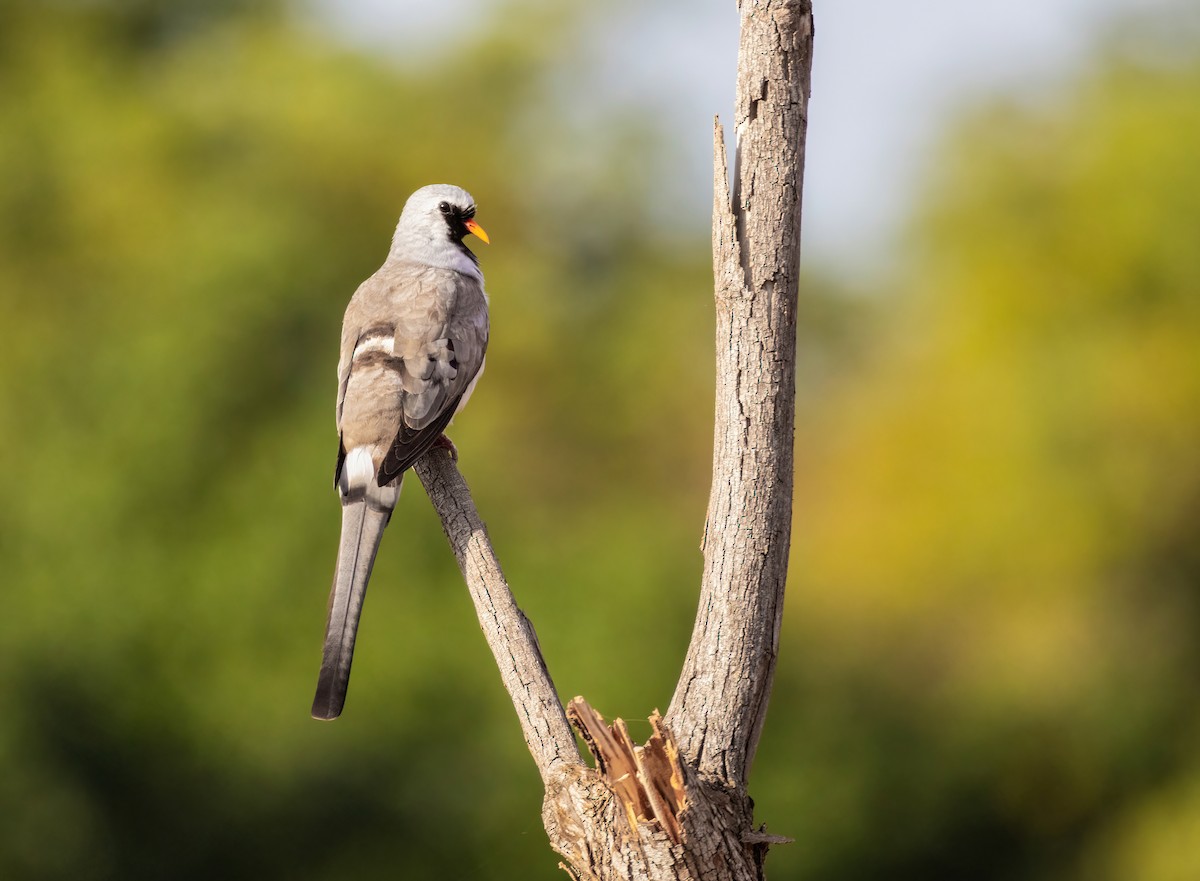 Namaqua Dove - ML640819337
