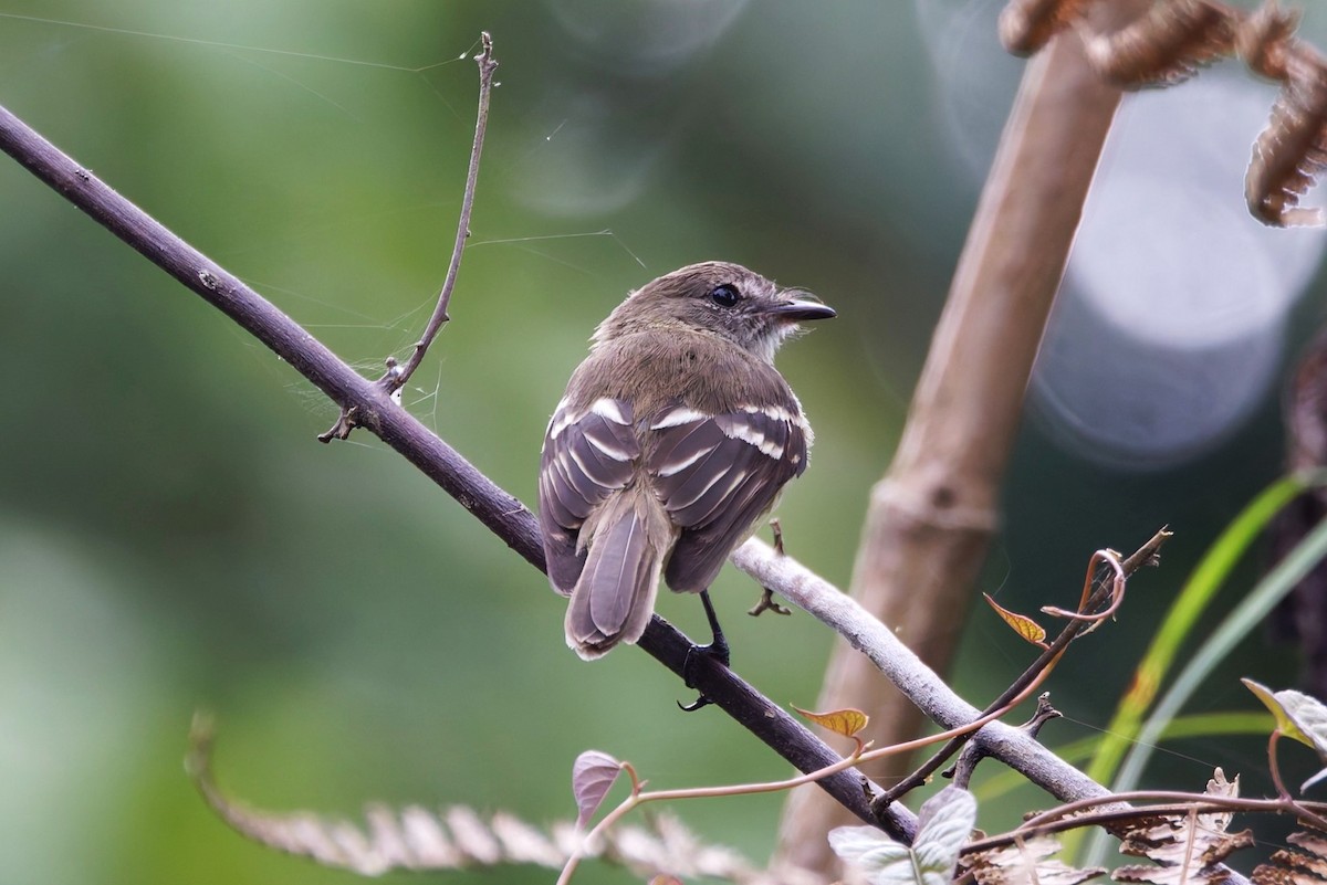 Olive-chested Flycatcher - ML640819385