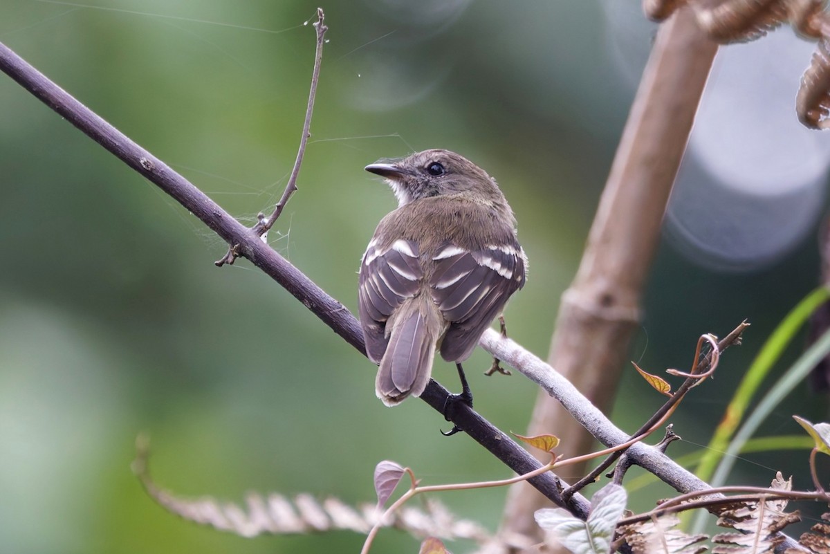 Olive-chested Flycatcher - ML640819388