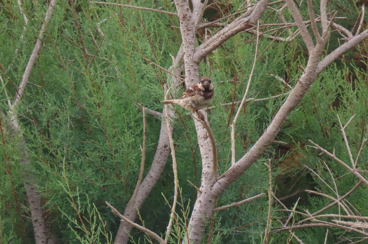 Italian Sparrow - ML640819432
