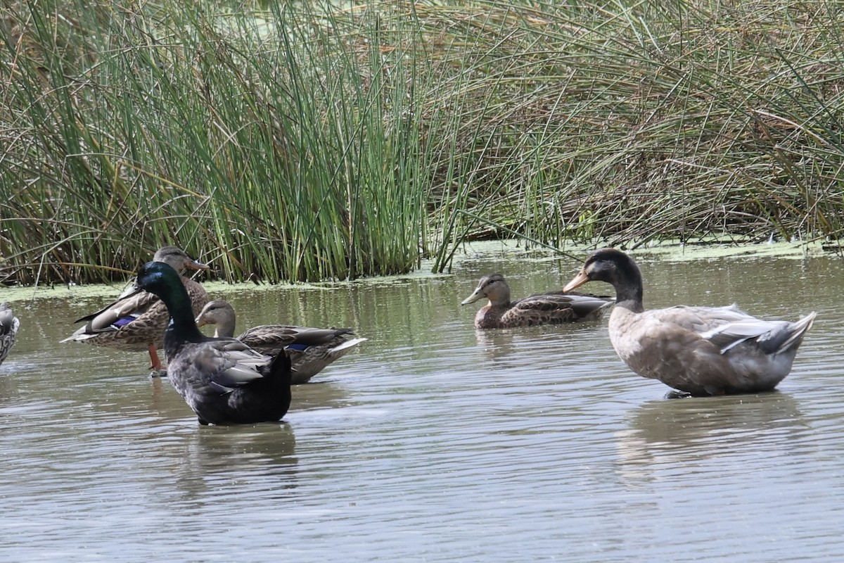 Canard colvert ou C. noir - ML640819471