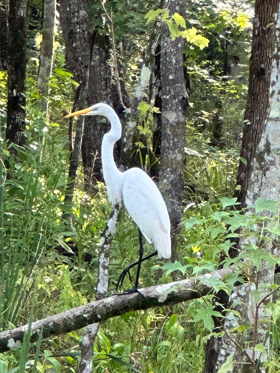 ダイサギ - ML640819484