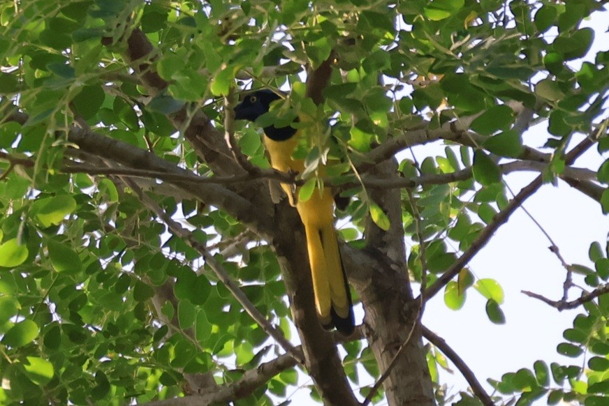Green Jay - ML640819495