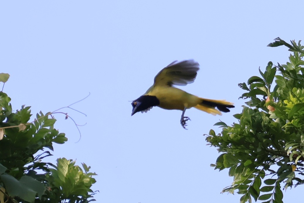 Green Jay - ML640819496