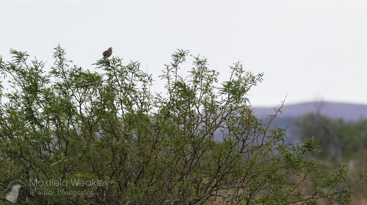Chihuahuan Meadowlark - ML640819506