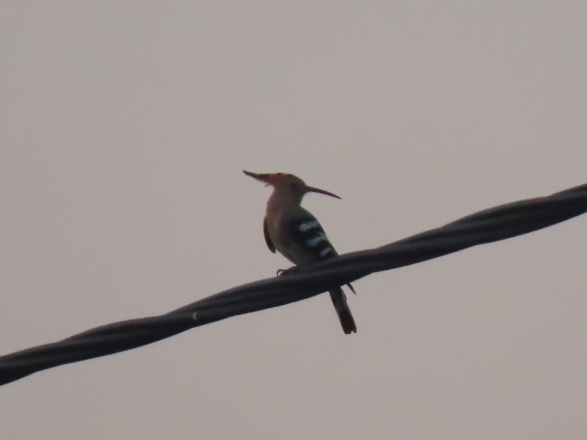 Eurasian Hoopoe - ML640819511