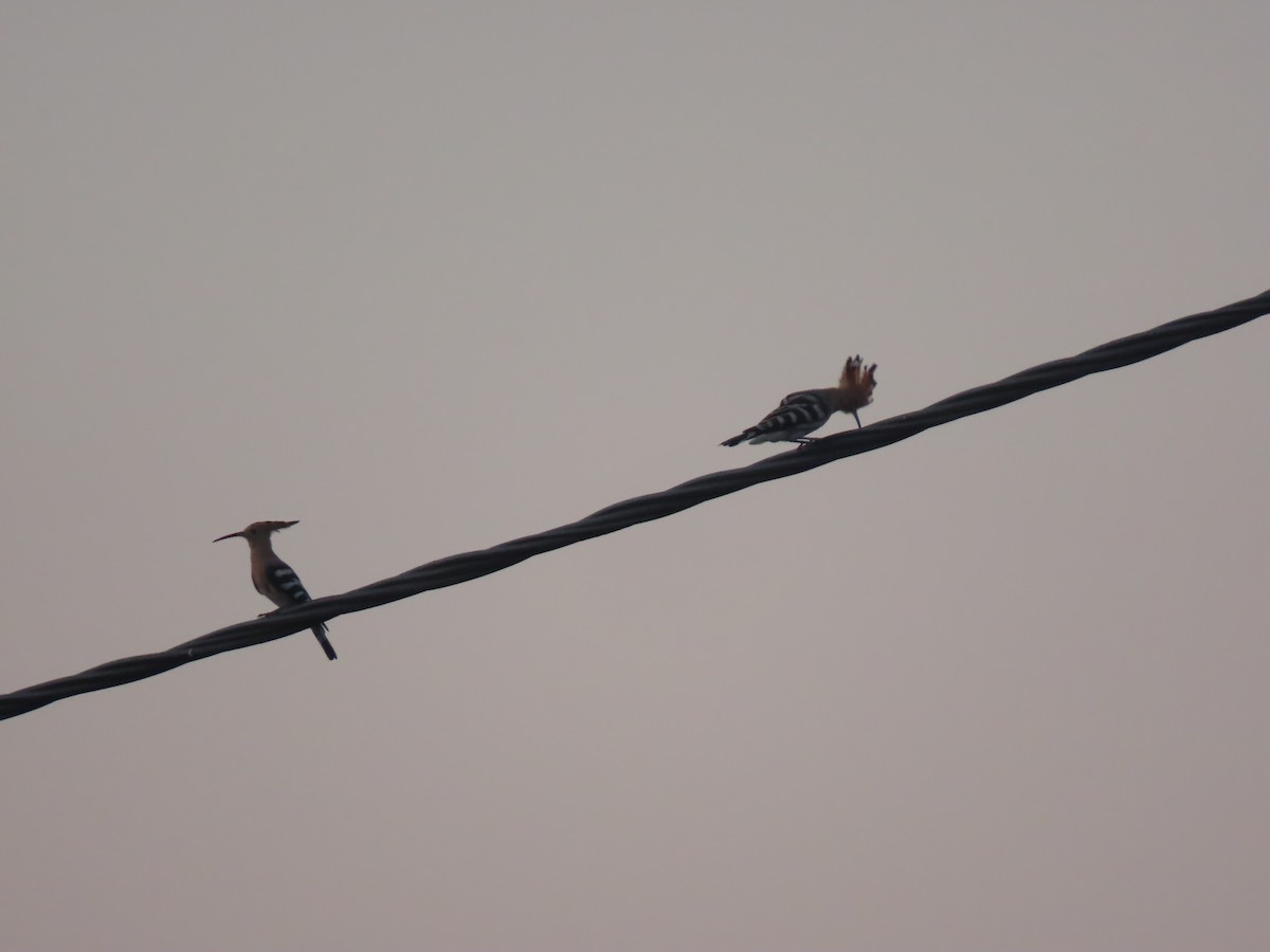 Eurasian Hoopoe - ML640819513