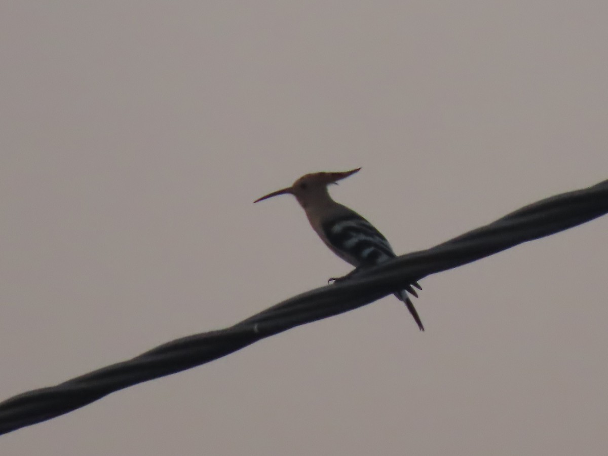 Eurasian Hoopoe - ML640819515