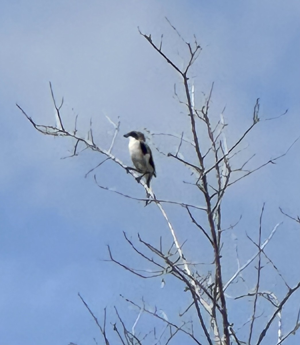 アメリカオオモズ - ML640819521