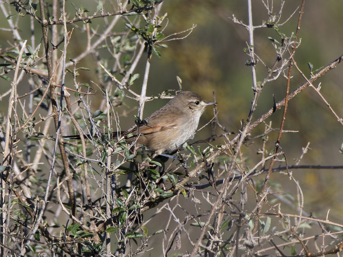 Sharp-billed Canastero - ML640819530