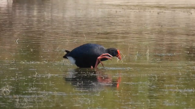 Western Swamphen - ML640819537