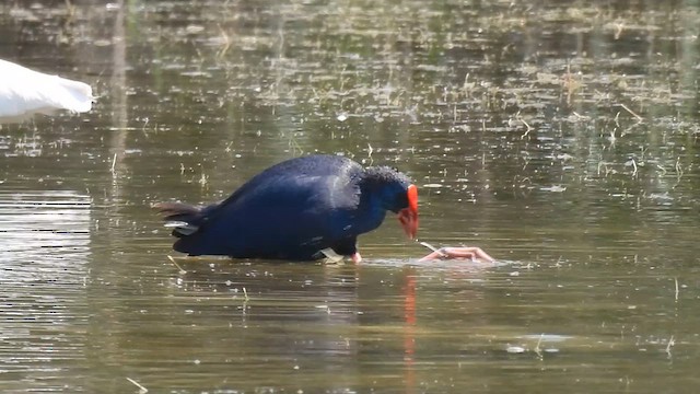 Western Swamphen - ML640819539