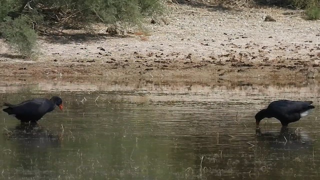 Western Swamphen - ML640819544