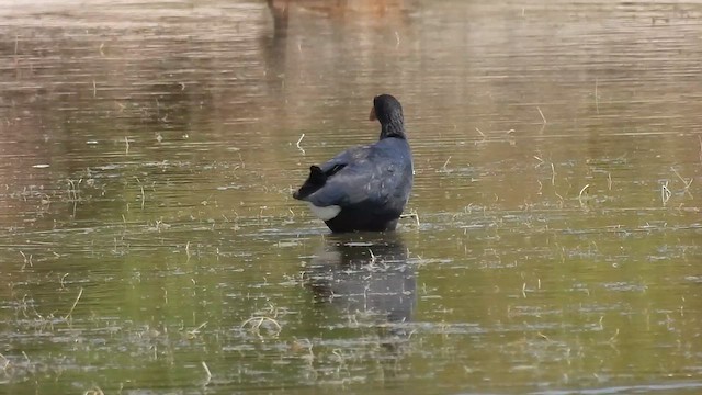 Western Swamphen - ML640819545