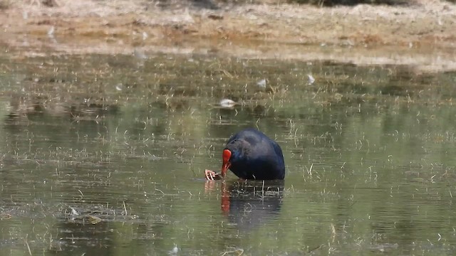 Western Swamphen - ML640819546