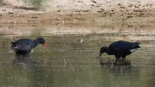 Western Swamphen - ML640819547
