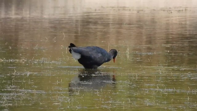 Western Swamphen - ML640819549