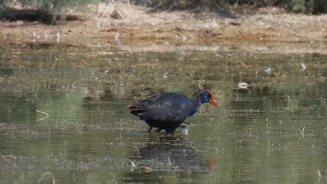 Western Swamphen - ML640819550