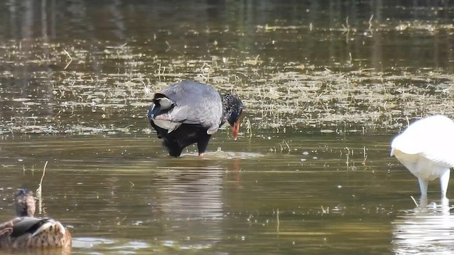 Western Swamphen - ML640819551