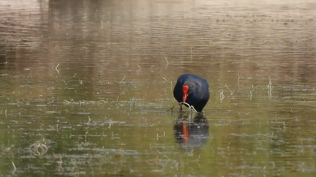 Western Swamphen - ML640819552