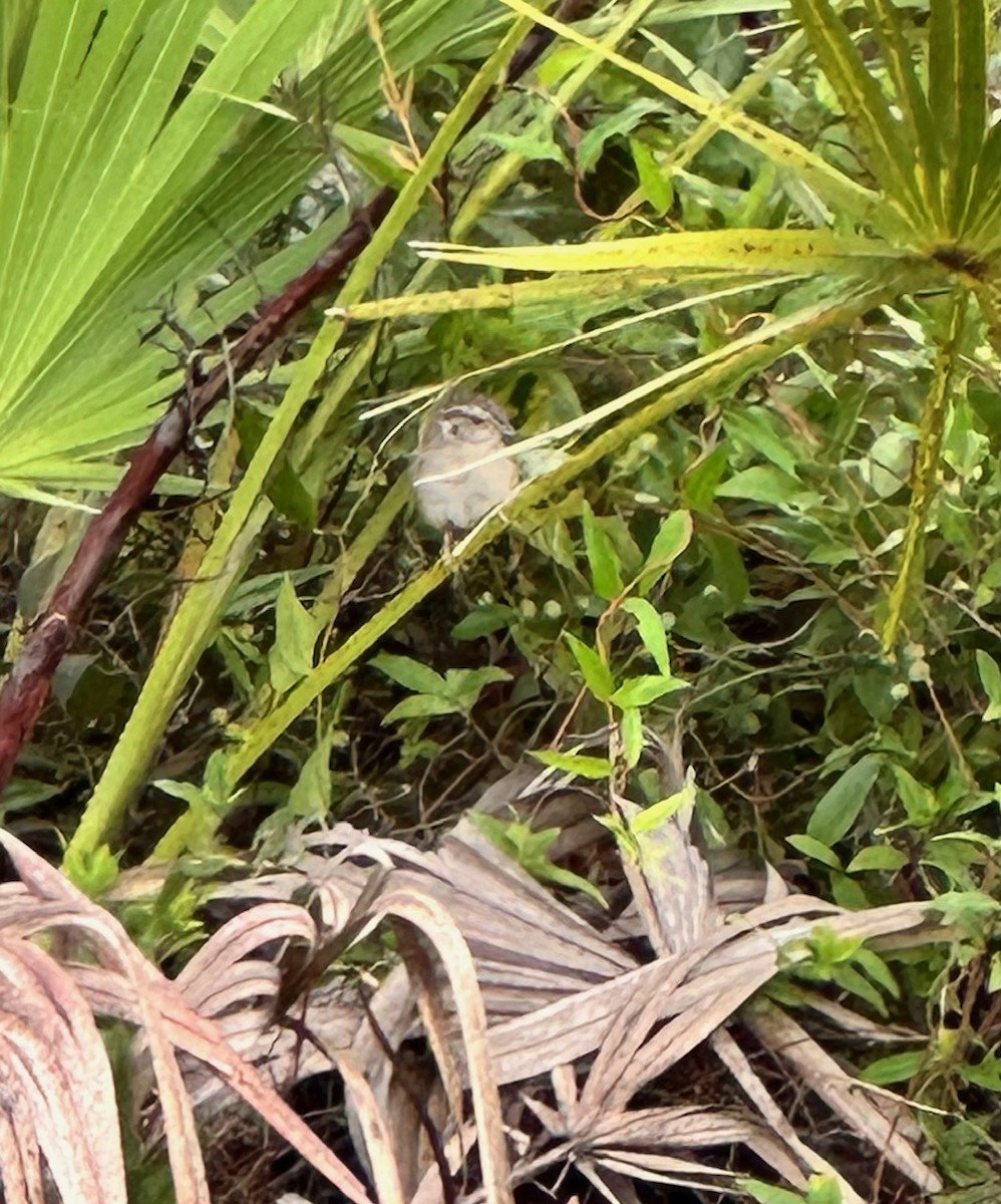 ヤブスズメモドキ - ML640819555