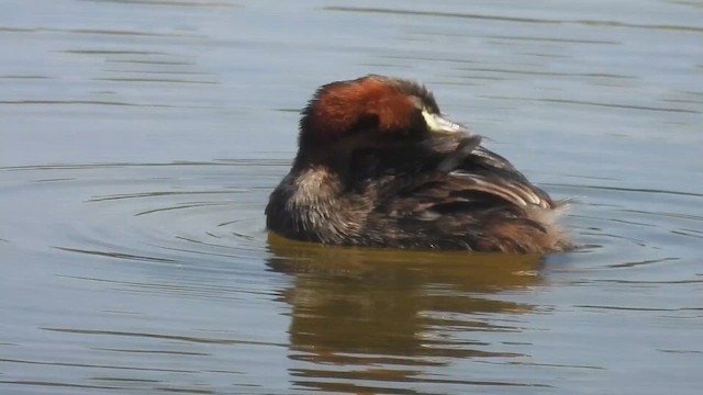 Little Grebe - ML640819563
