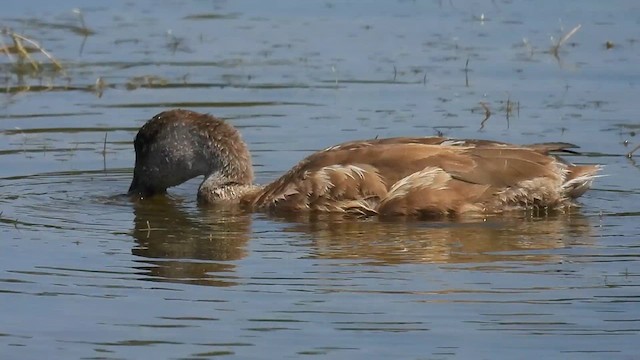 Red-crested Pochard - ML640819588