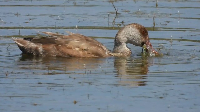 Red-crested Pochard - ML640819589
