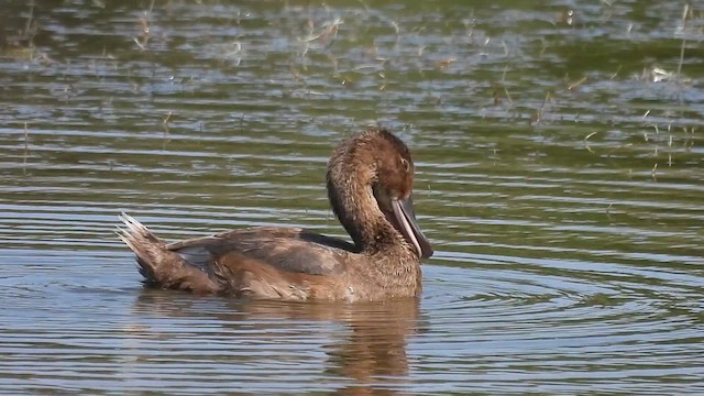 Common Pochard - ML640819602