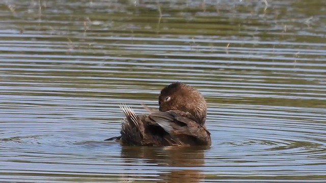 Common Pochard - ML640819603
