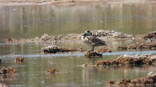 Marbled Duck - ML640819604