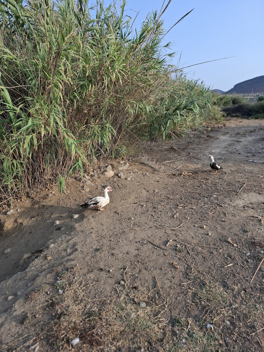 pižmovka americká (domestikovaná) - ML640819647