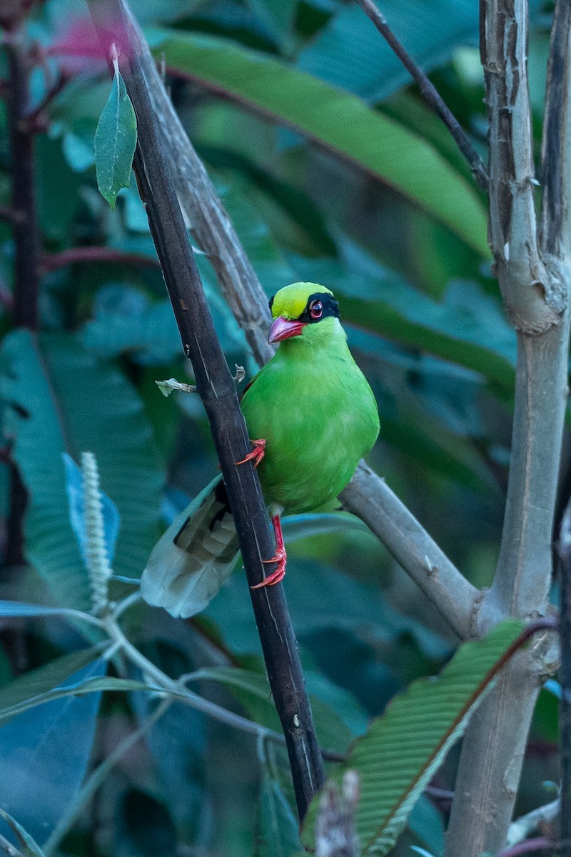 Common Green-Magpie - ML640819655