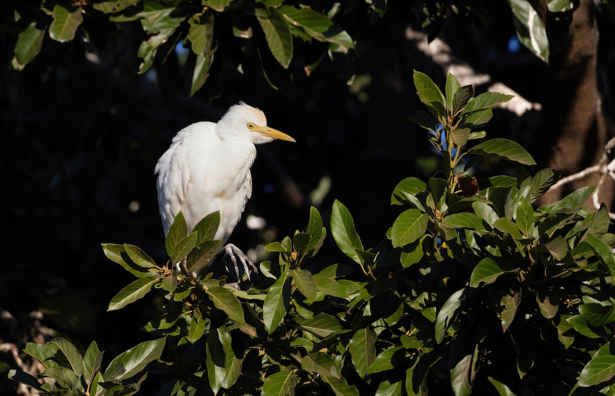 Western Cattle-Egret - ML640819684