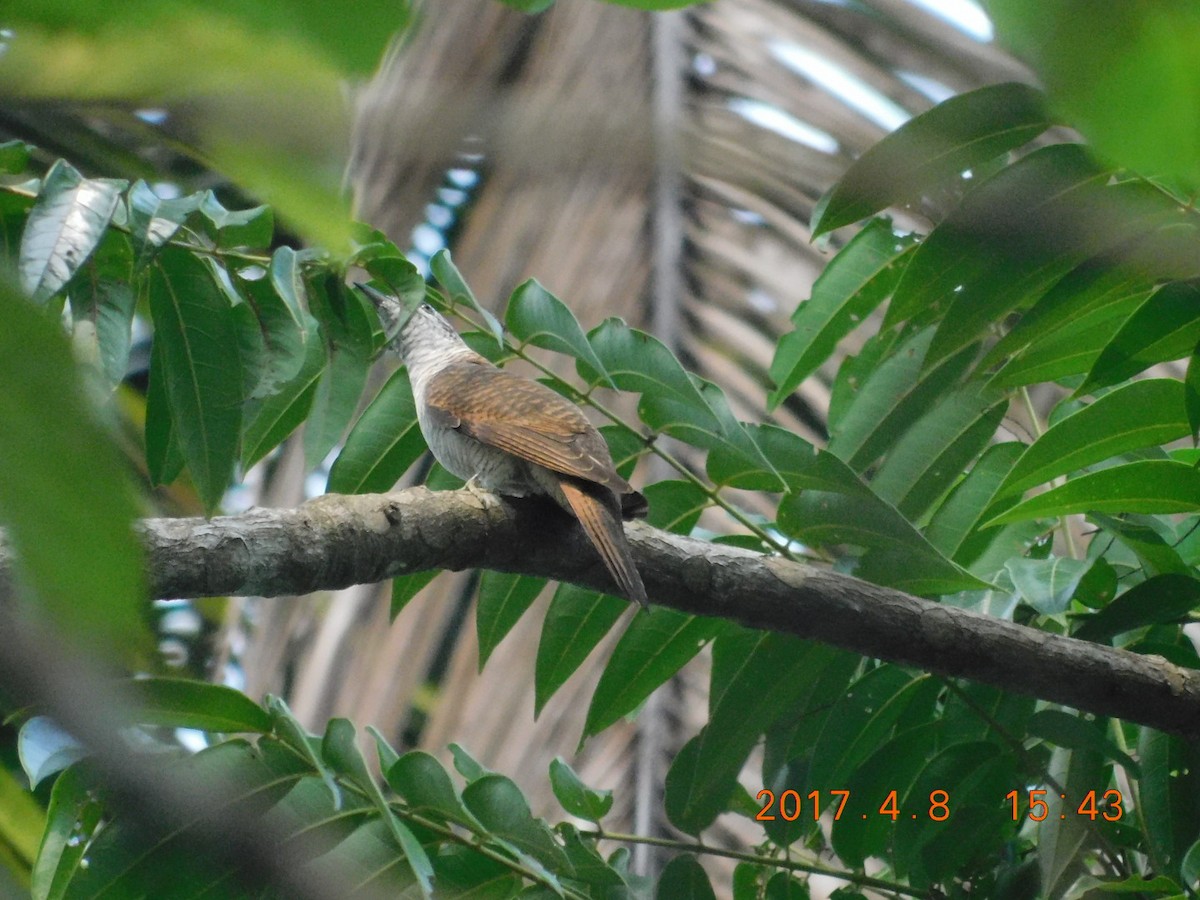 Banded Bay Cuckoo - ML64081971